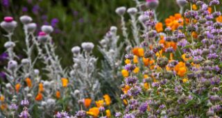 Photo: Saxon Holt/PhotoBotanic