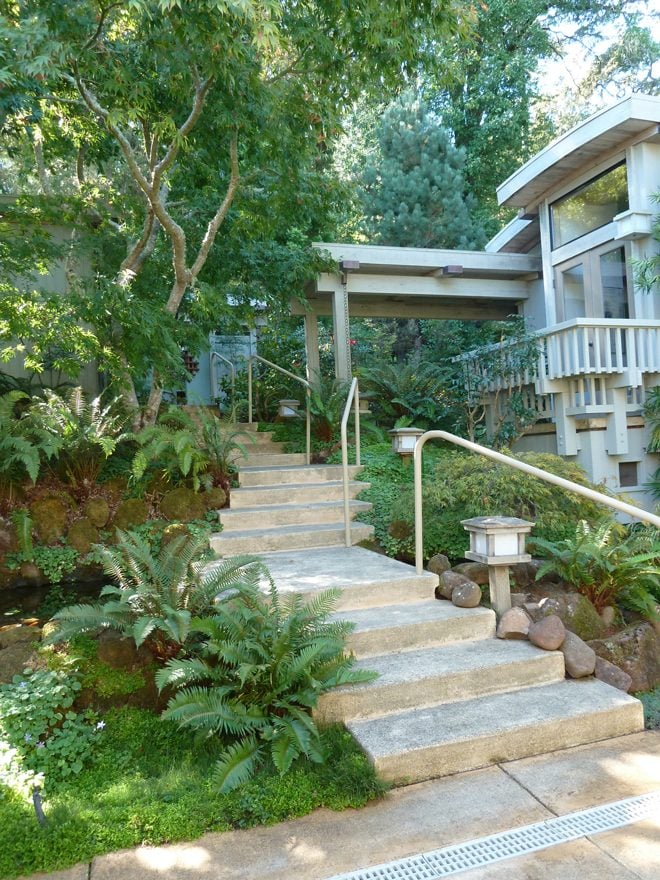 A large Japanese maple (Acer palmatum) in the courtyard creates dappled shade for an understory planting of evergreen shrubs, ferns, and groundcovers. Photo: Julie Monson