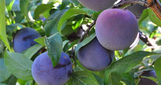 Plums from the Fair Oaks Horticulture Center orchard. Photo: Jan Fetler